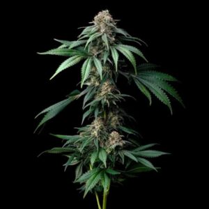 Mendo Breath Barney’s Farm