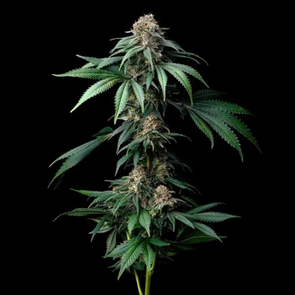 Mendo Breath Barney’s Farm