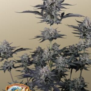 Mendo Guava Auto