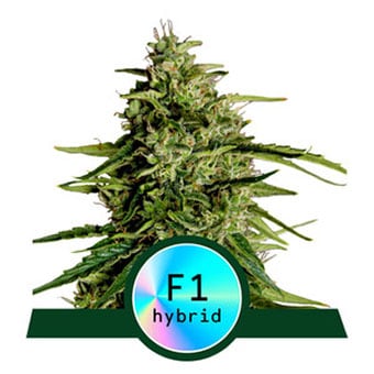 Milky Way F1 Auto