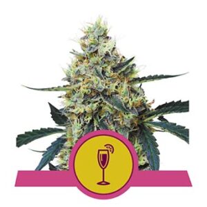 Mimosa