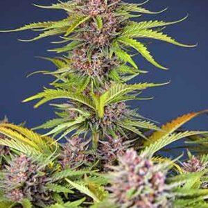 Mimosa Bruce Banner XL Auto