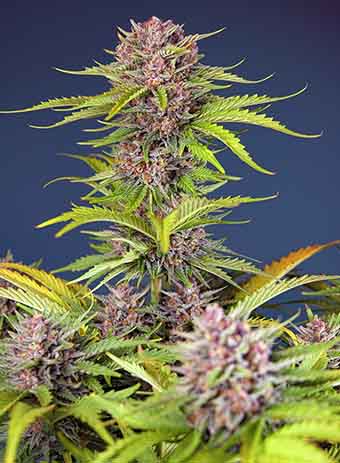 Mimosa Bruce Banner XL Auto