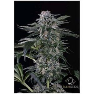 Moby Dick Auto