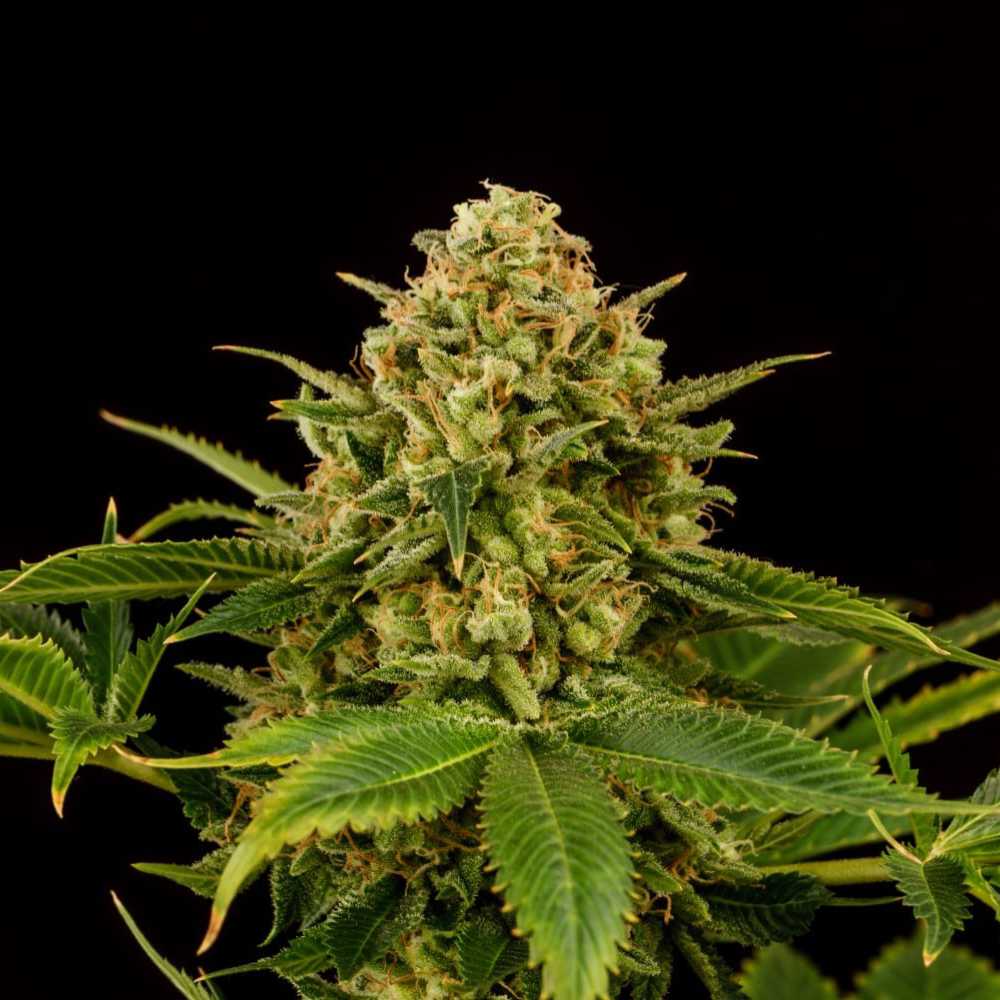 Monkey Grease