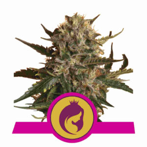 Mother Gorilla
