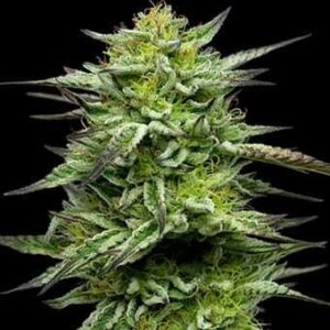 Mountaintop Mint