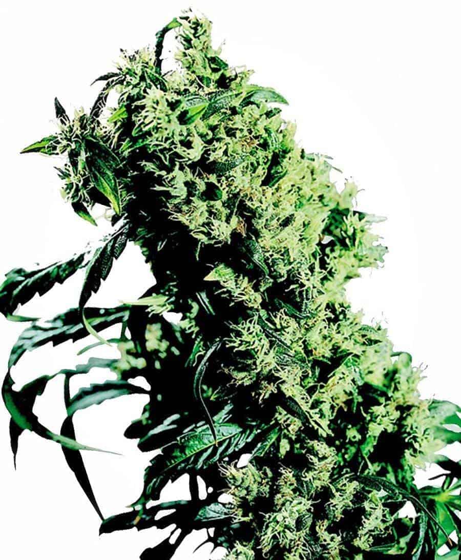 Northern Lights #5 x Haze
