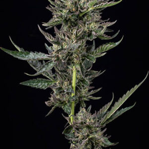 Notorious THC