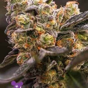 Nova OG
