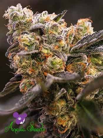 Nova OG