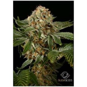 og-kush OG Kush