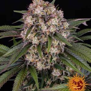 og-kush-auto-barney-s-farm OG Kush Auto Barney’s Farm