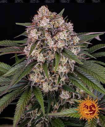 OG Kush Auto Barney’s Farm