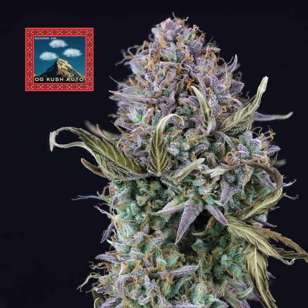 OG Kush Auto