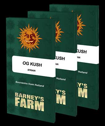 OG Kush od Barney’s Farm