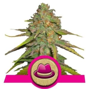 og-kush-rqs OG Kush RQS