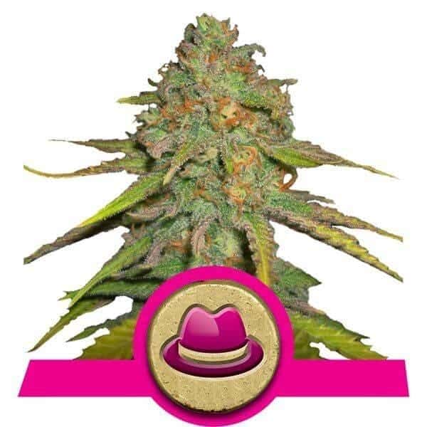 OG Kush RQS
