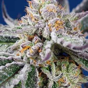 Orange Apricot Glue XL Auto