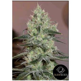 Original Amnesia
