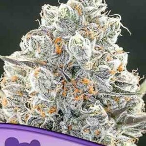 Original Gorilla #4