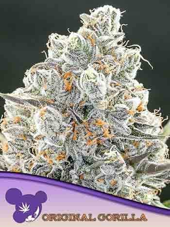 Original Gorilla #4