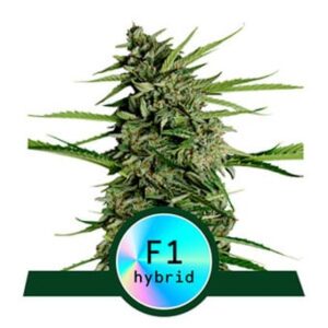 Orion F1 Auto