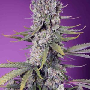Papaya Zoap F1 Fast Version