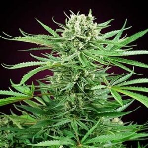 Papi Chulo OG