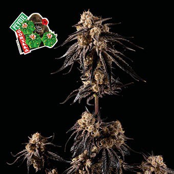 Peyote Gorilla