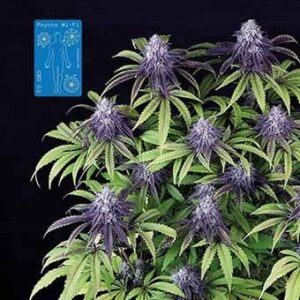 Peyote Wi-Fi CBD 2:1