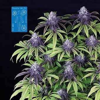 Peyote Wi-Fi CBD 2:1