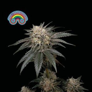 peyote-zkittlez Peyote Zkittlez