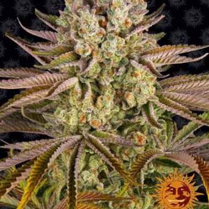 Pineapple Express Barney’s Farm