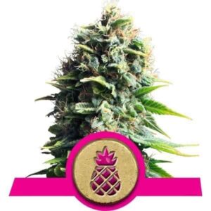 Pineapple Kush von Royal Queen Seeds