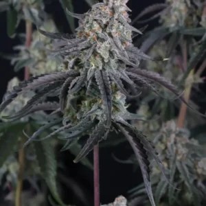 Pineapple OG Auto