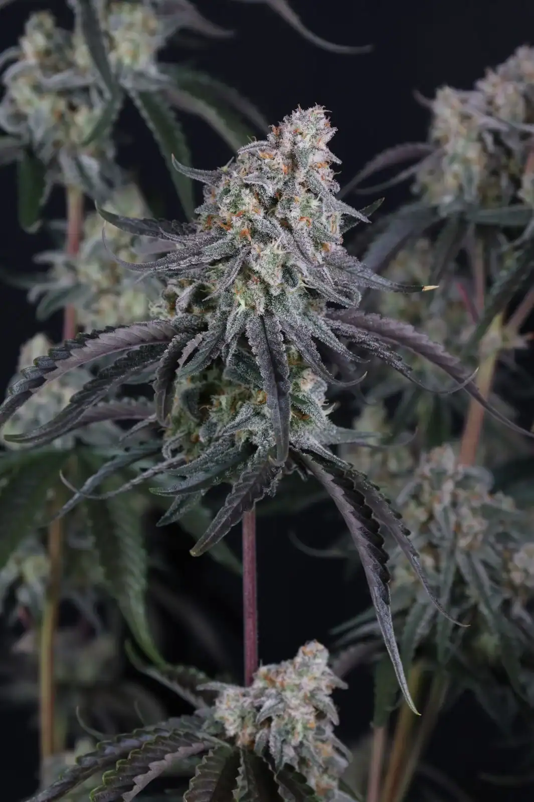 Pineapple OG Auto