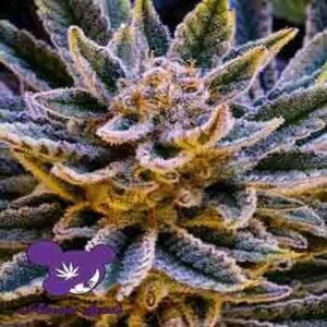 pineapple-runtz-auto Pineapple Runtz Auto