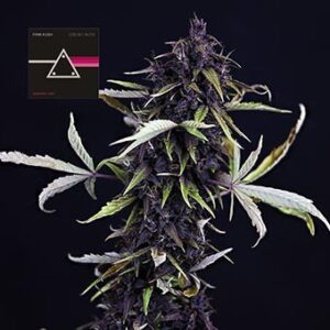 Pink Kush CBD 30:1 Auto