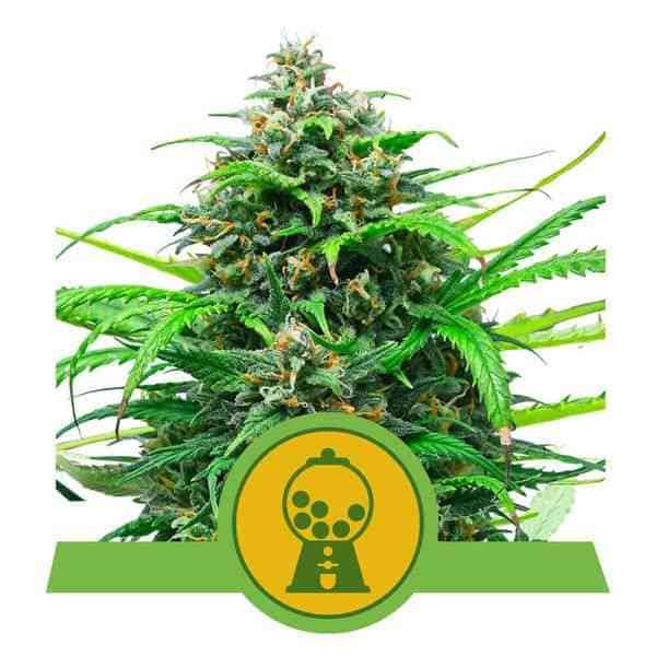 Pink Runtz Auto