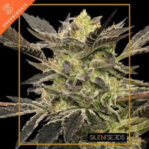 Pink Sunset Auto by Sherbinskis