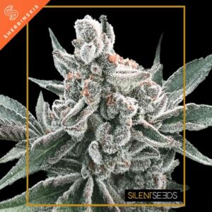 Polar Gelato Auto by Sherbinskis