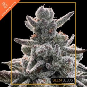 Polar Gelato by Sherbinskis