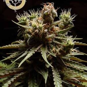 Pure Durban