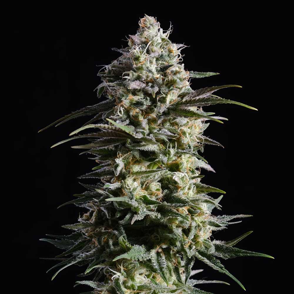 Pure Skunk Go Fast