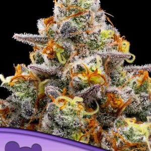 Purple Boost Highness