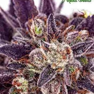 Purple Domina Auto