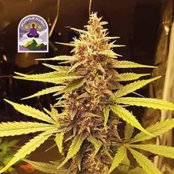 Purple Kush CBD 1:1 Auto