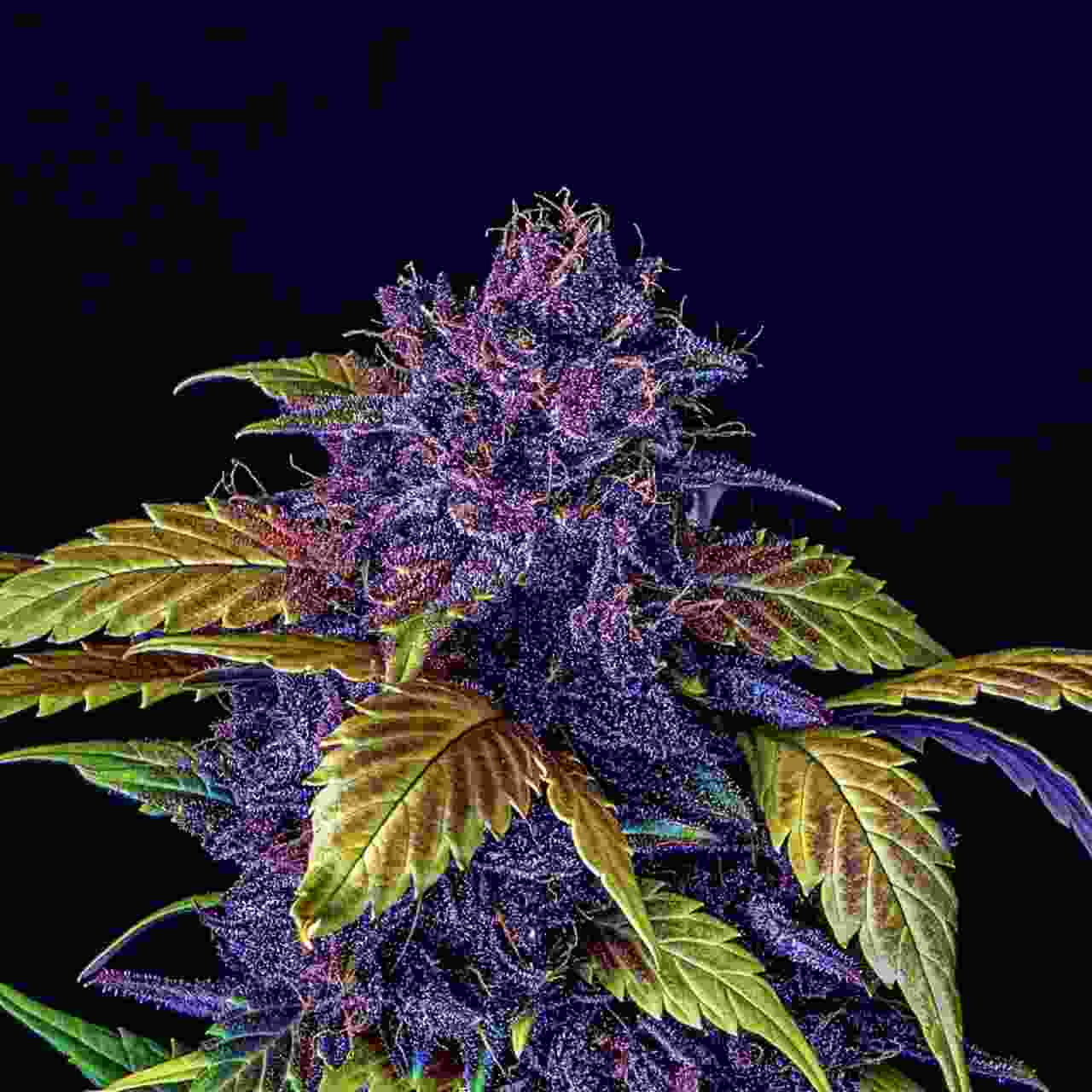 Purple Lemonade Auto FastBuds