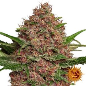 Purple Punch Auto